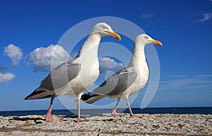 Pair of herring gulls in close up against blue sky