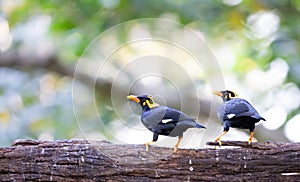 A pair of hill myna on a tree branch shot in munnar in southindia