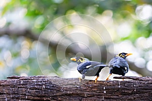 A pair of hill myna on a tree branch shot in munnar in southindia
