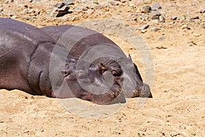 Pair of Hippos Resting