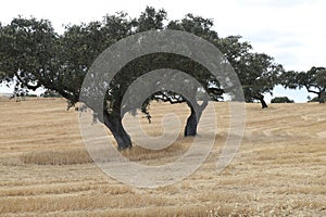 Pair of holm oaks in the Alentejo countryside,, Portugal.