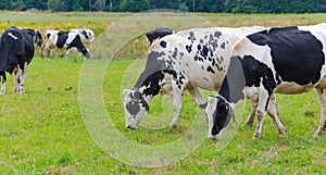 Holstein Friesians dairy cow grazing in a meadow.