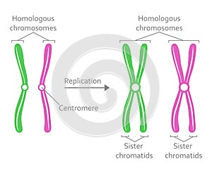 Pair of Homologous Chromosomes