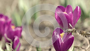 Pair of honey bees gathering nectar from crocus stamen