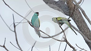 pair of hooded parrots perched in a tree at pine creek