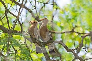 Pair of hoopoe sitting on branch