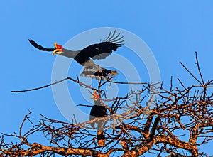 A pair of hornbills over the jungle at dawn