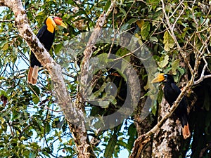 Pair of Hornbills in a tropical rainforest