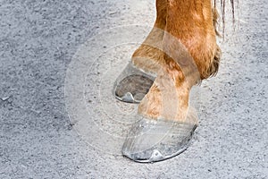 Pair of horse hoofs brown race racing iron sports horseshoes on a gray surface dusty close-up of hind legs with powerful joints