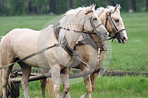 Pair of horses