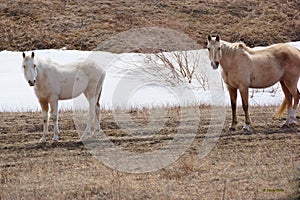 A Pair of Horses On Alert