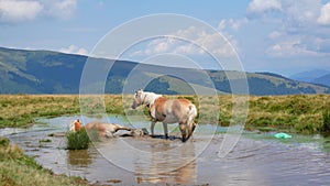 A pair of horses bathe in a mountain lake. Love concept.