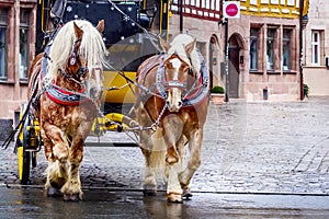 Pair of horses in center of Nuremberg, Germany