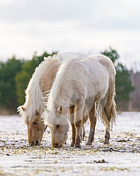 Pair Of Horses Eating Together In Harmony.