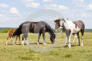 A pair of horses with foals. Beautiful horses with cubs graze on a green meadow, natural background sky clouds flowers. Farm