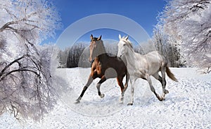 Pair of horses galloping through the snow