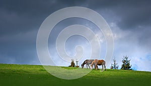 Pair of horses grazing in the mountains on the background of stormy dark sky