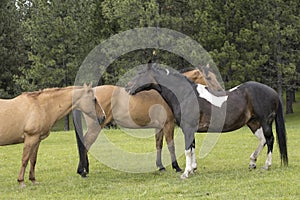 Pair of horses grooming each other