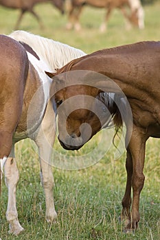 Pair of horses nuzzling