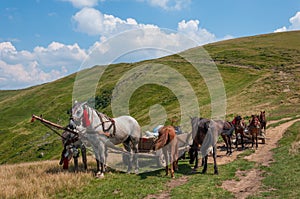 Pair of horses and an old cart in Carpathians