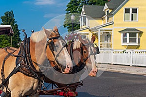 Pair of horses pulling a carriage on Mackinaw Island