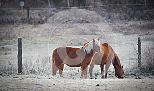 A pair of horses in their corral on a frosty November morning.