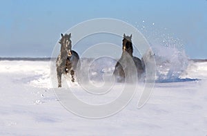 Pair of horses in a winter sunny day