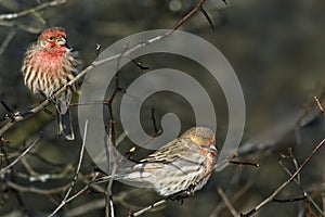 Pair of House Finch, Haemorhous mexicanus