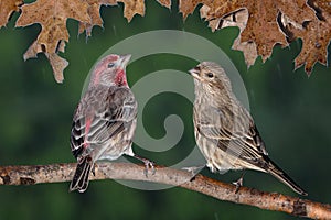 Pair of House Finches