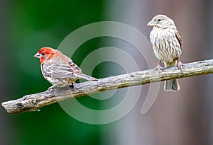 A pair of house finches ` Haemorhous mexicanus `