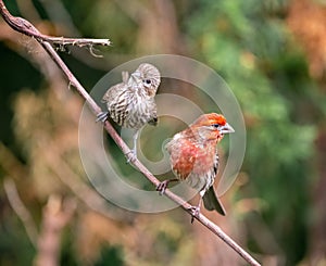 A pair of House Finches Haemorhous mexicanus