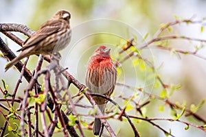 A pair of House Finches Haemorhous mexicanus perched on a tree branch; San Francisco Bay Area, California; blurred background