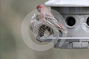 A Pair of House Finches in Spring