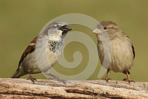 Pair of house sparrows passer domesticus