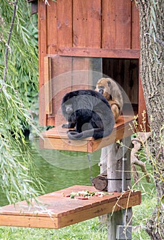 Pair of Howler monkeys in a island habitat