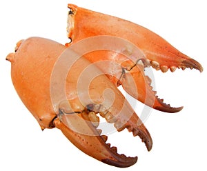 Pair of huge crabs pincers
