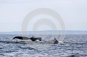 Pair of Humpback Whales near San Juan Island, Washington State