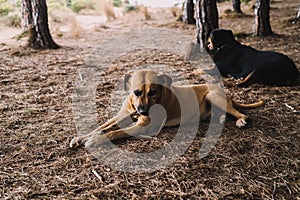 Pair of hunting dogs in the woods