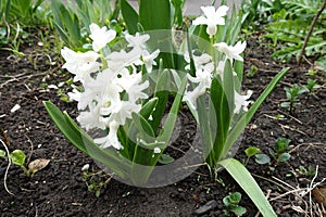 Pair of hyacinths with white flowers in April