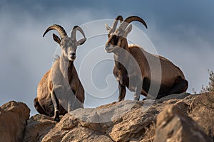 pair of ibex perched on a cliffside, with their hoofs and horns in full view photo