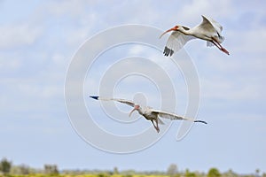 Ibises Flying Over A Blue Sky photo