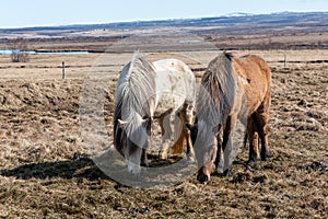 A pair of Icelandic horses