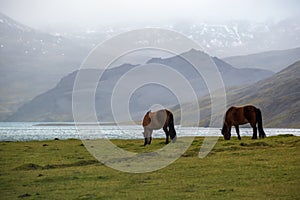 Pair of Icelandic horses graze on West Iceland highlands, Snaefellsnes peninsula. Spectacular volcanic tundra landscape with