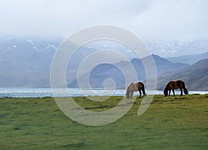 Pair of Icelandic horses graze on West Iceland highlands, Snaefellsnes peninsula. Spectacular volcanic tundra landscape with