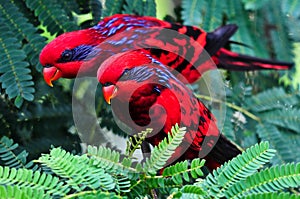 A pair of identical red birds (lories)