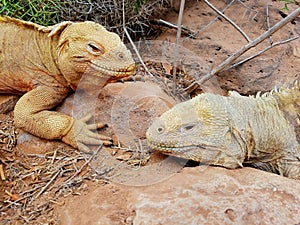 Pair of iguanas