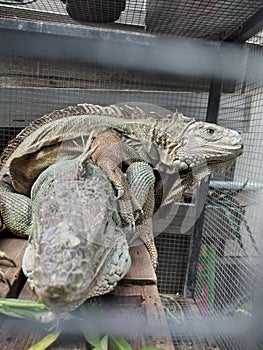 A pair of iguanas enjoying the warm of sun in the cage
