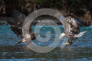 Pair of immature bald eagles fishing in Nooksack River