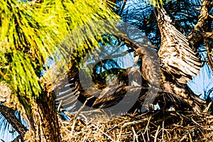 Pair of Immature Bald Eagles in Nest