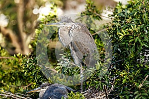 Pair of Immature Great Blue Herons